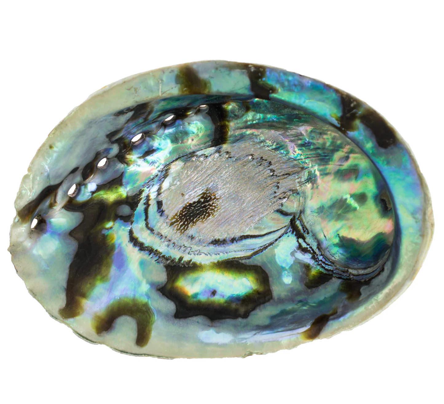 Concha Abalone